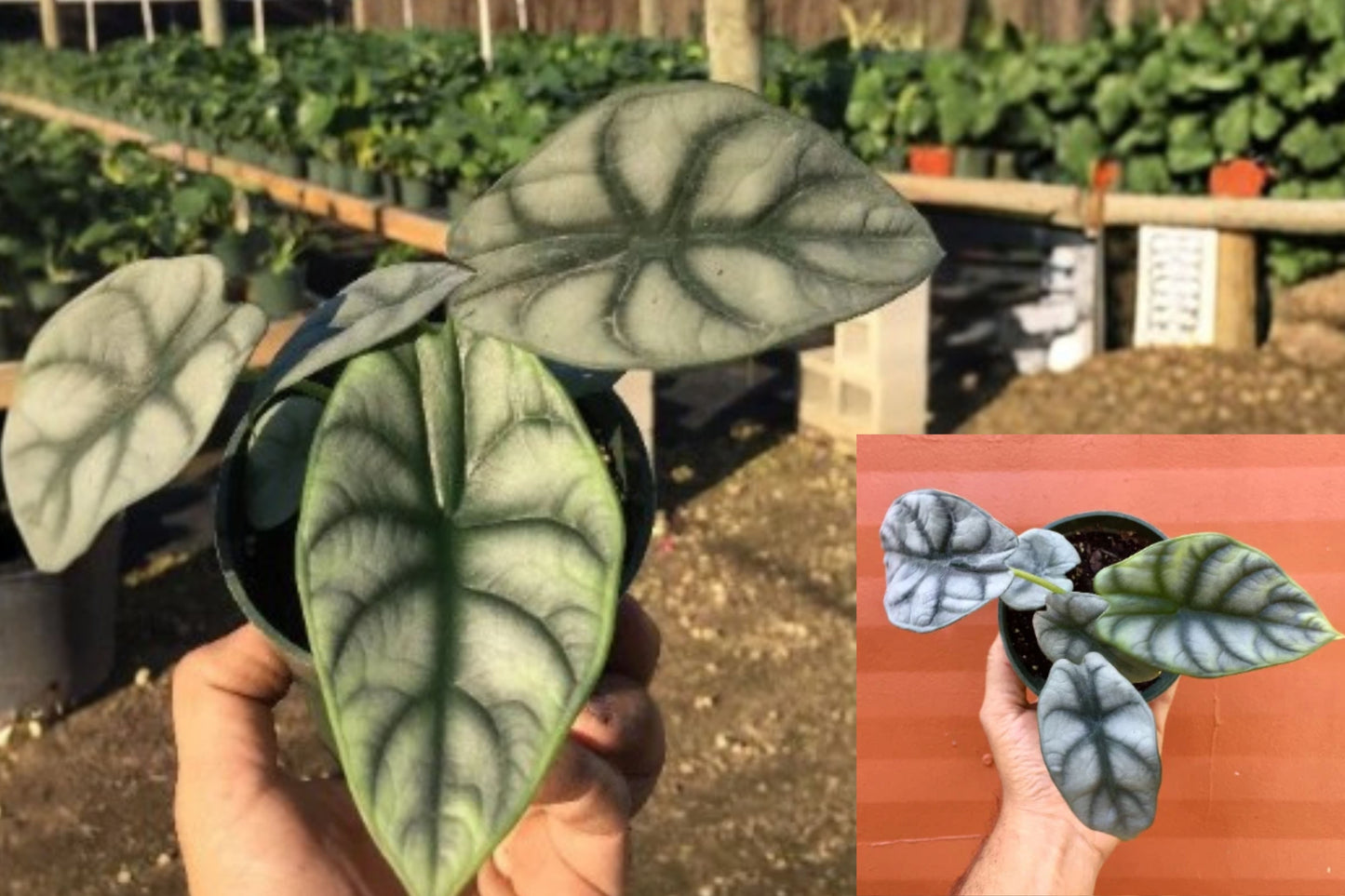 Alocasia Silver Dragon Live Plant – 4-Inch Pot – Alocasia baginda
