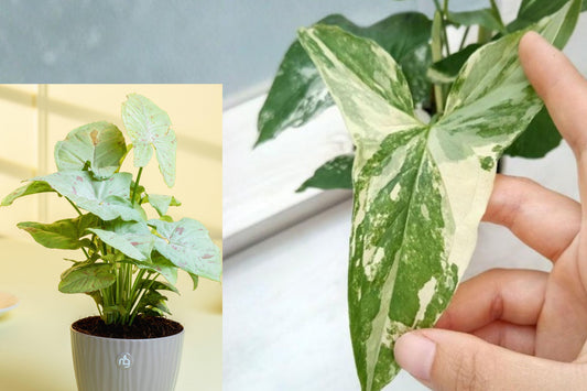 Syngonium Milk Confetti Live Plant, Variegated Arrowhead Houseplant, 4 Inch Self Watering Pot, Indoor Tropical Foliage