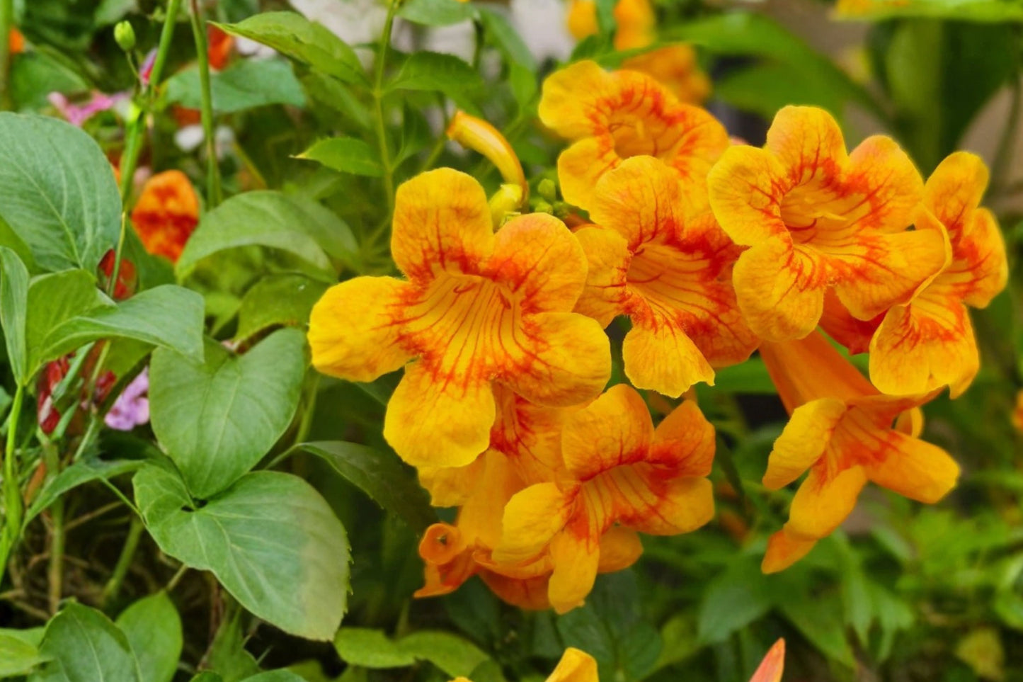 Orange Trumpet Vine 2 Live Plants – 4–6 Inch Starters – Campsis radicans