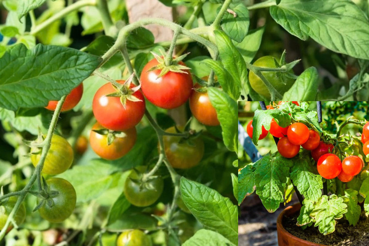 Cherry Tomato Live Plant – 8 Inches Tall – 4 Inch Pot – Solanum lycopersicum