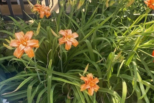 Kwanso Daylily 6 Bare Root Plants – Hemerocallis ‘Kwanso’