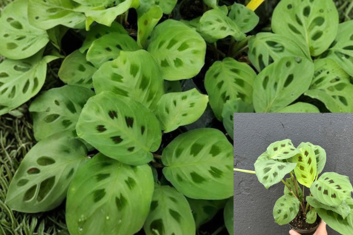 Maranta Prayer Plant 1 Live Plant – Grown in 4-Inch Pot – Green Foliage