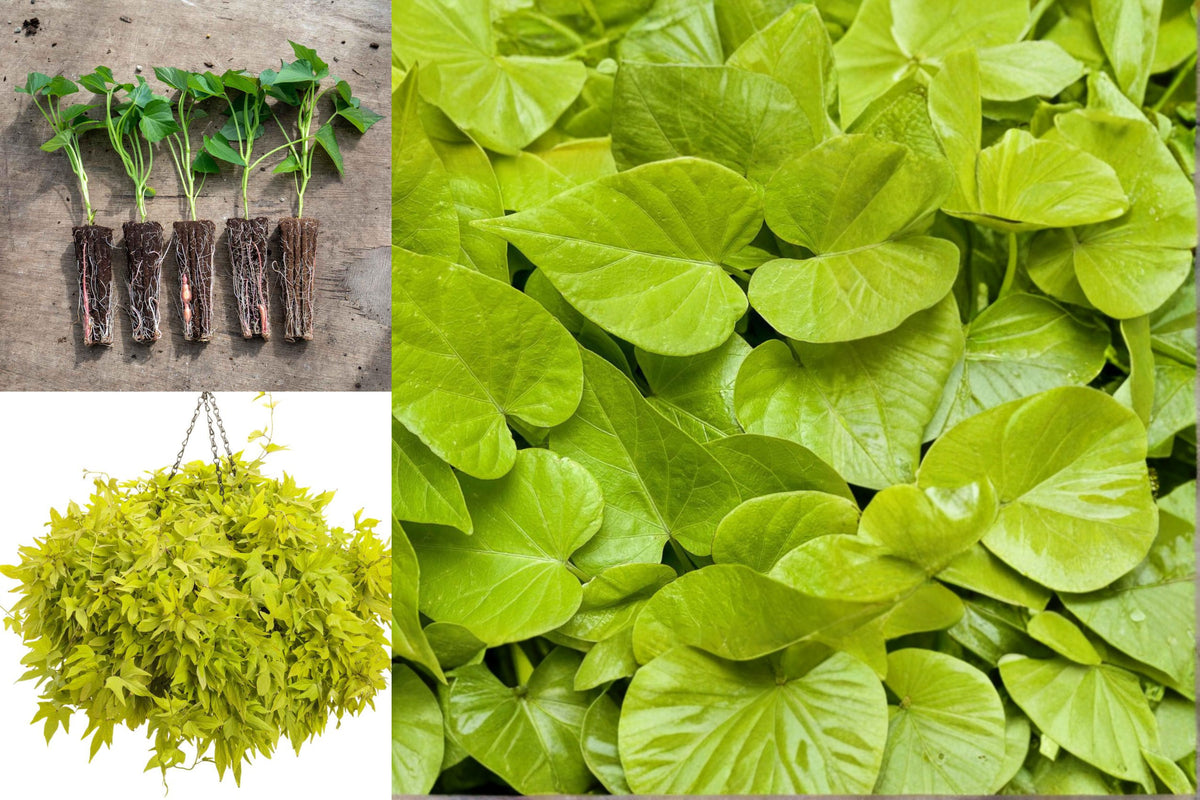 5 Live Rooted Ornamental Sweet Potato Vine Plants, Ipomoea Batatas Cuttings, Fast Growing Trailing Foliage for Garden and Containers