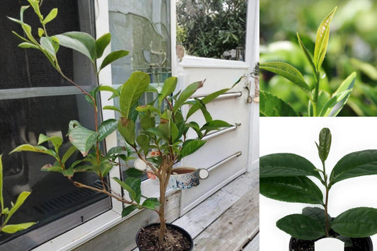 Camellia Sinensis Live Tea Plant, 5–8 Inch Starter Plant, Grow Your Own Tea, Evergreen Garden Plant, Ships Without Pot