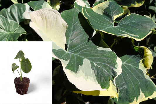Xanthosoma Mickey Mouse Live Plant, 4–6 Inch Rooted Tropical Foliage Starter, Elephant Ear Plant, No Pot