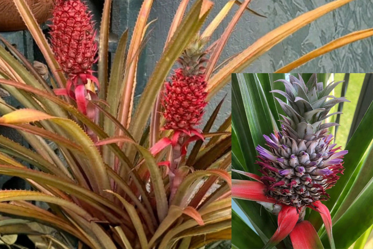 Florida Special Pineapple Live Plant – 3–6 Inches – Ananas sp. – Ships No Pot