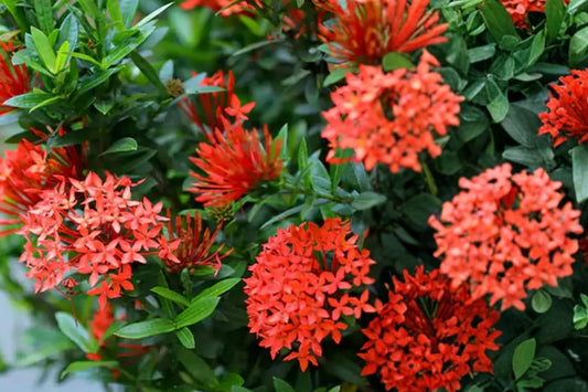 Red Ixora Live Plant – 4–6 Inches Tall – Ixora sp.