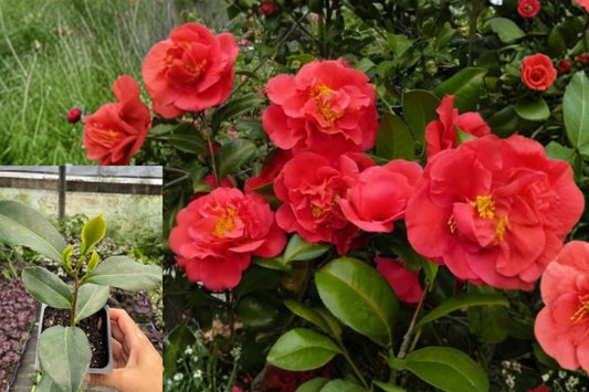 Red Camellia Live Plant – 1 Plant in 4-Inch Pot