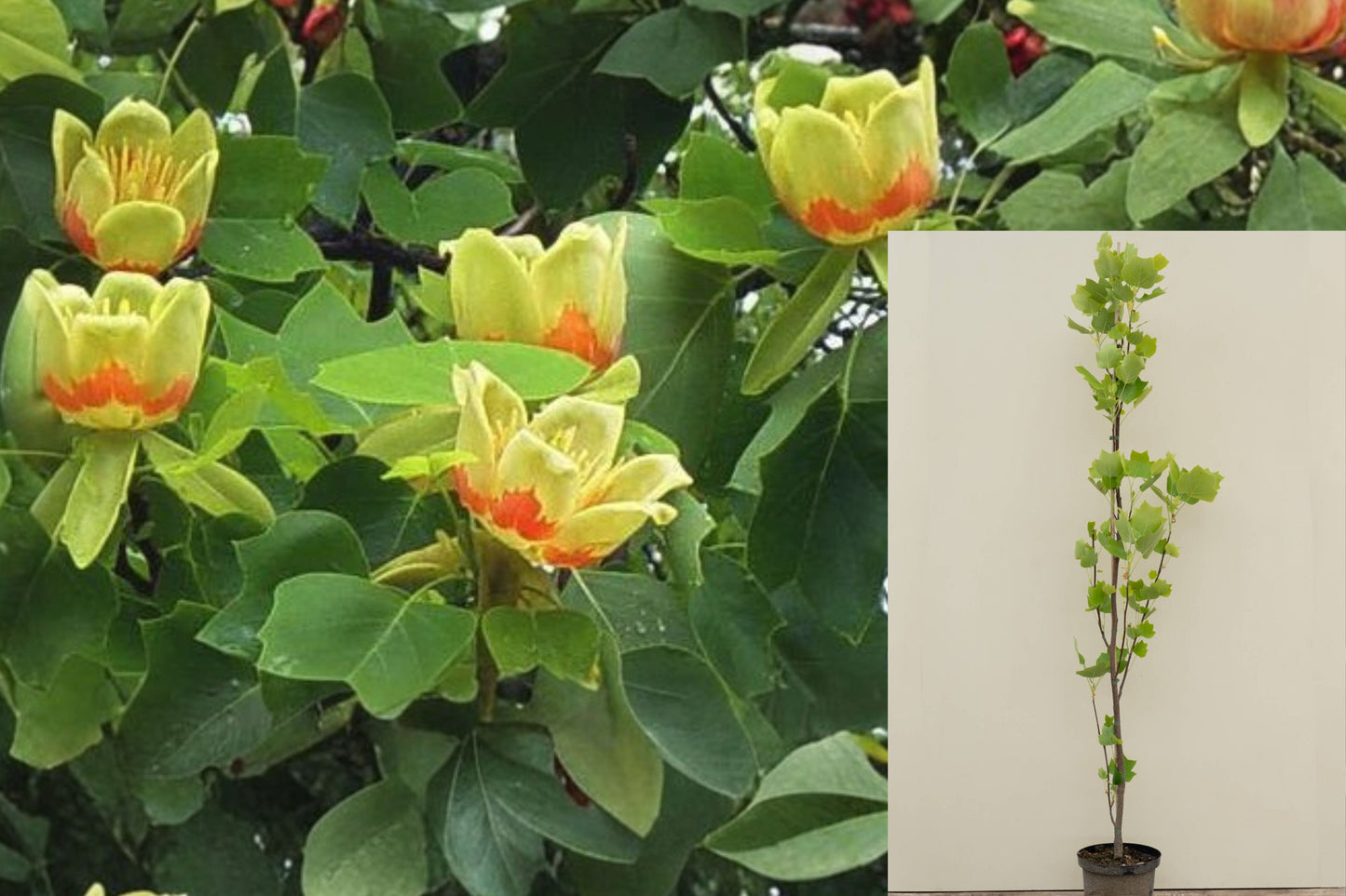 1 Live Tulip Tree – 6" Tall in 4" Pot – Liriodendron tulipifera