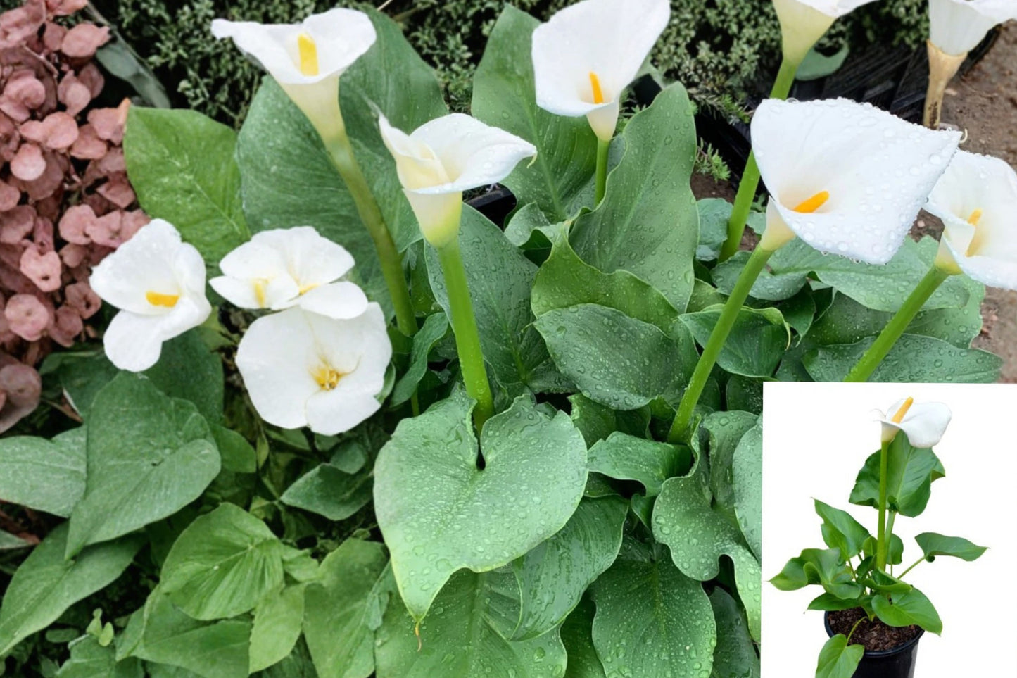 Giant White Calla Lily Live Plant – 1 Plant in 4-Inch Pot – Zantedeschia aethiopica