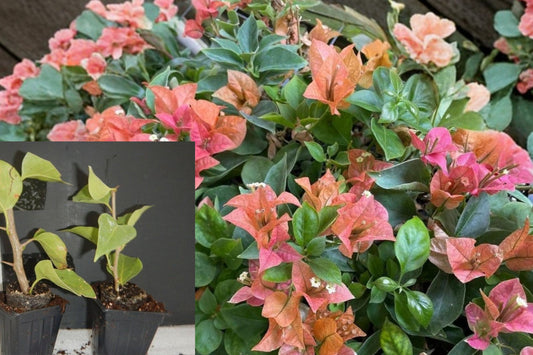 Bambino Burnt Orange Bougainvillea Live Plant, Rooted Starter Plant in 3 Inch Pot, Orange Flowering Shrub, Tropical Outdoor Plant