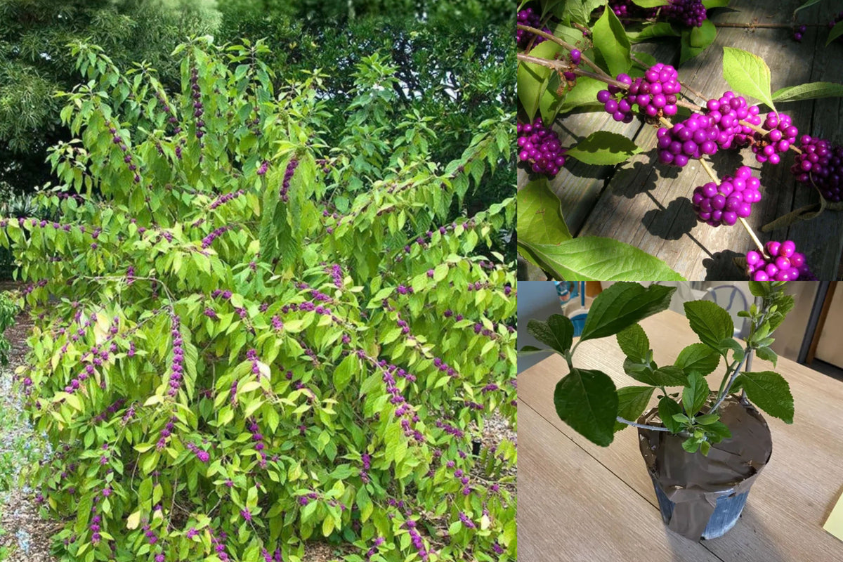 American Beautyberry Live Plant – 1 Gallon Pot – Callicarpa americana