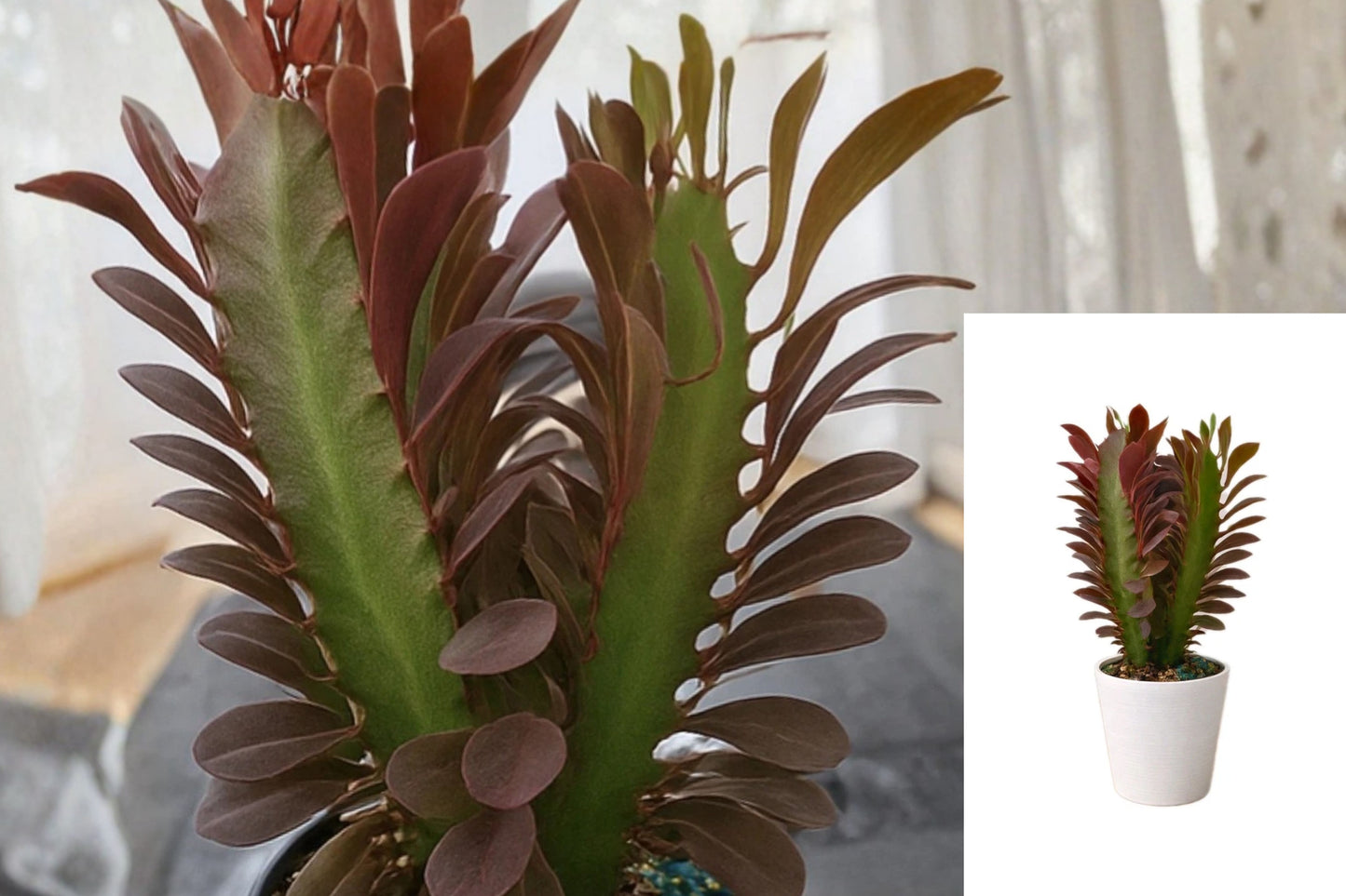 Red Euphorbia Trigona Rubra 2-Pack Live Plants – 4 Inch White Pots