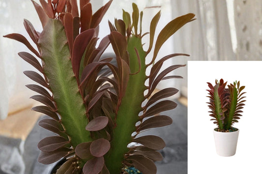 Red Euphorbia Trigona Rubra 2-Pack Live Plants – 4 Inch White Pots