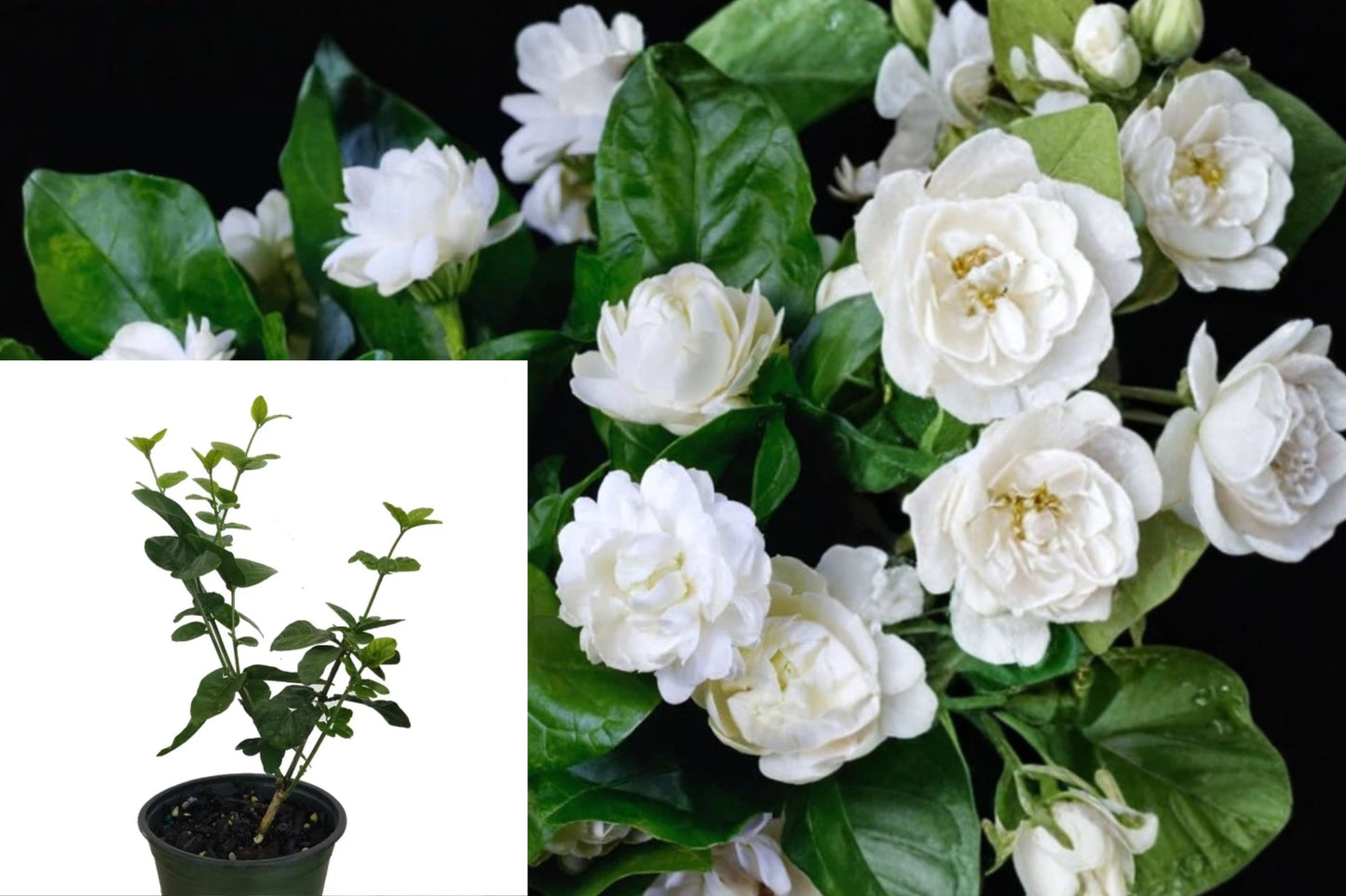 Duke of Tuscany Jasmine Live Starter Plant – 4–6" Tall – Jasminum