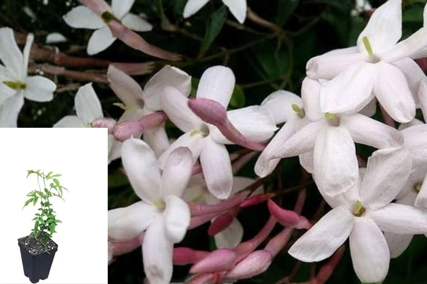 Pink Jasmine Live Plant – 4" Pot – Jasminum polyanthum Fragrant Vine