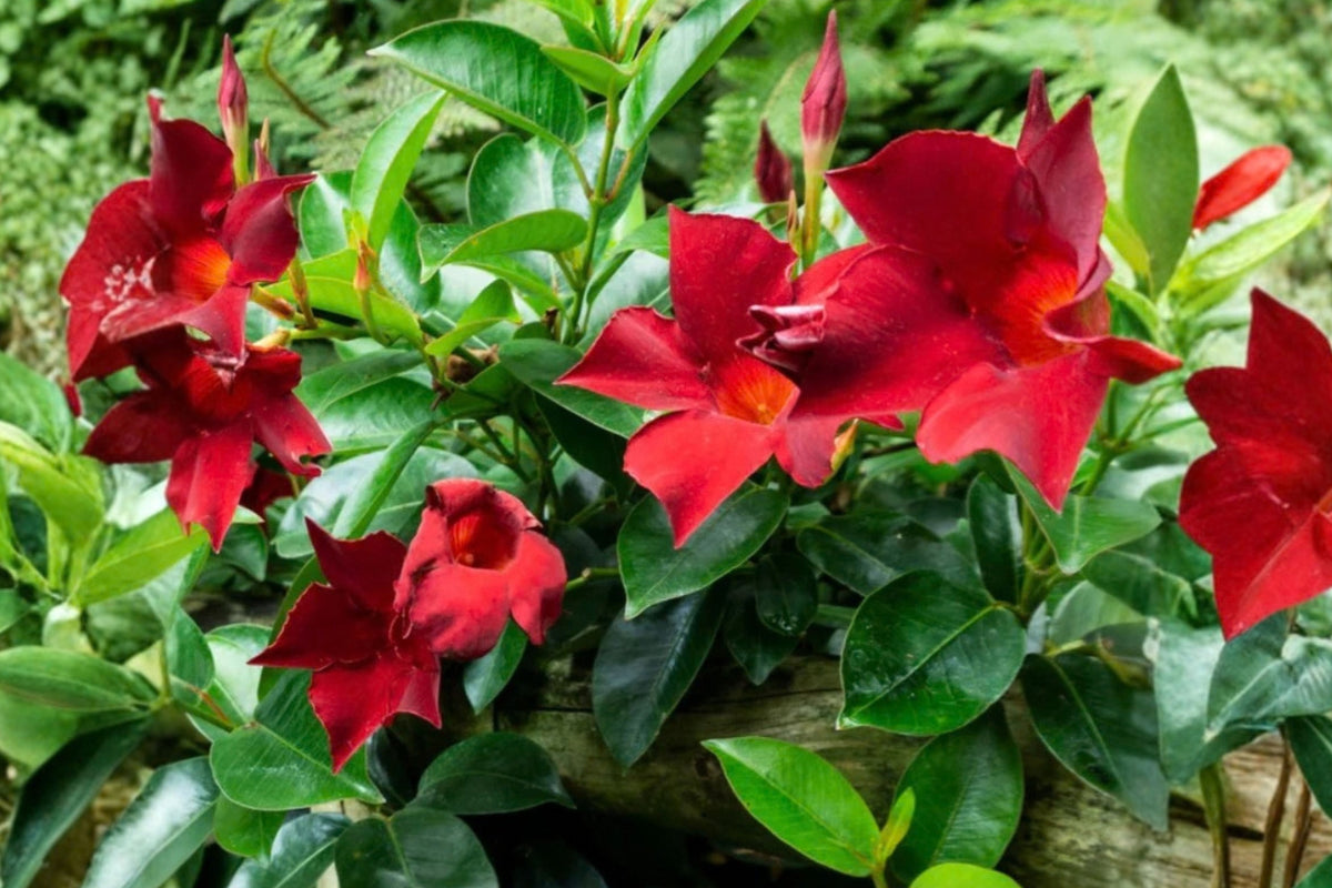 Red Mandevilla 2 Live Plants – 4–6 Inch Tall – Mandevilla Vine
