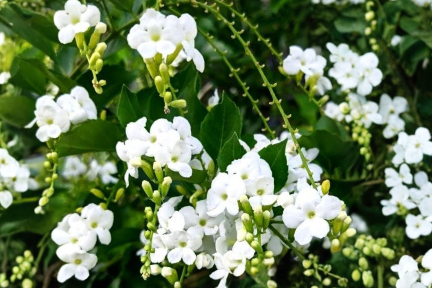 White Duranta Live Plants – 2 Plants, 3–6 Inches Tall – Duranta erecta