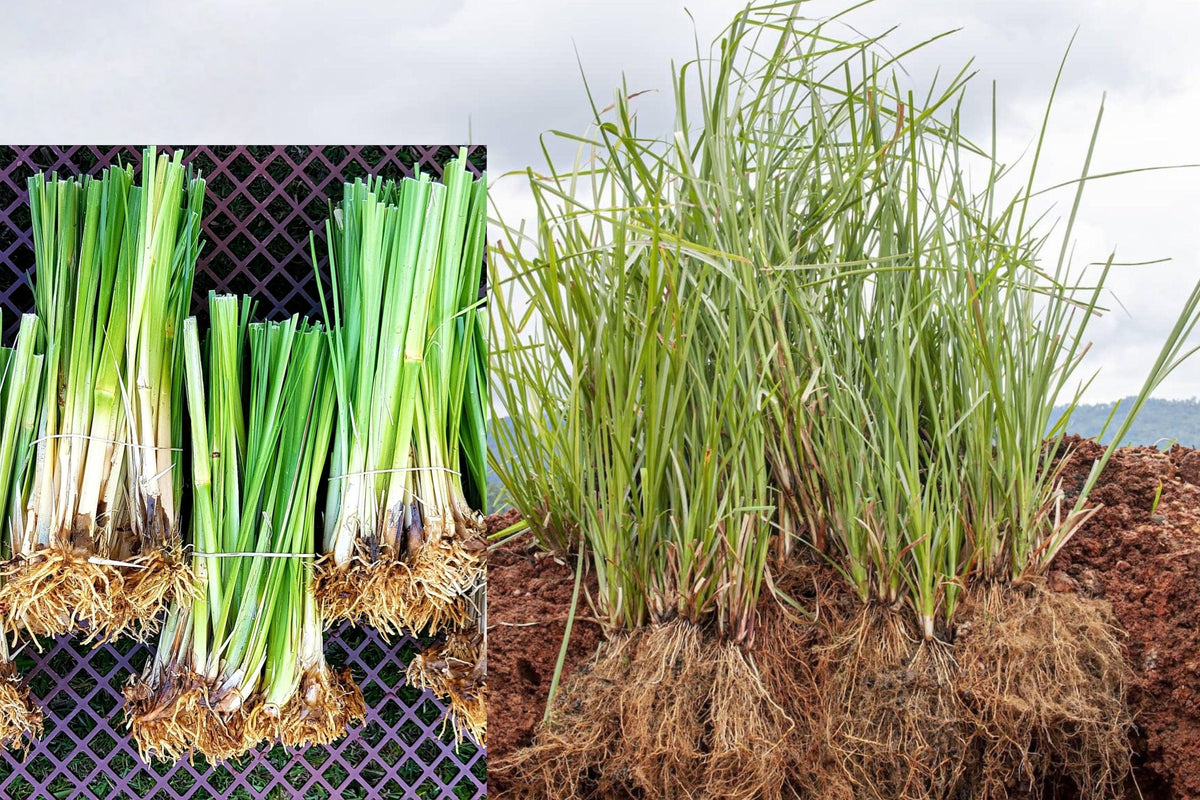 Vetiver Grass Live Plants, 25 Bare Root Plants for Erosion Control, Slope Stabilization and Soil Conservation