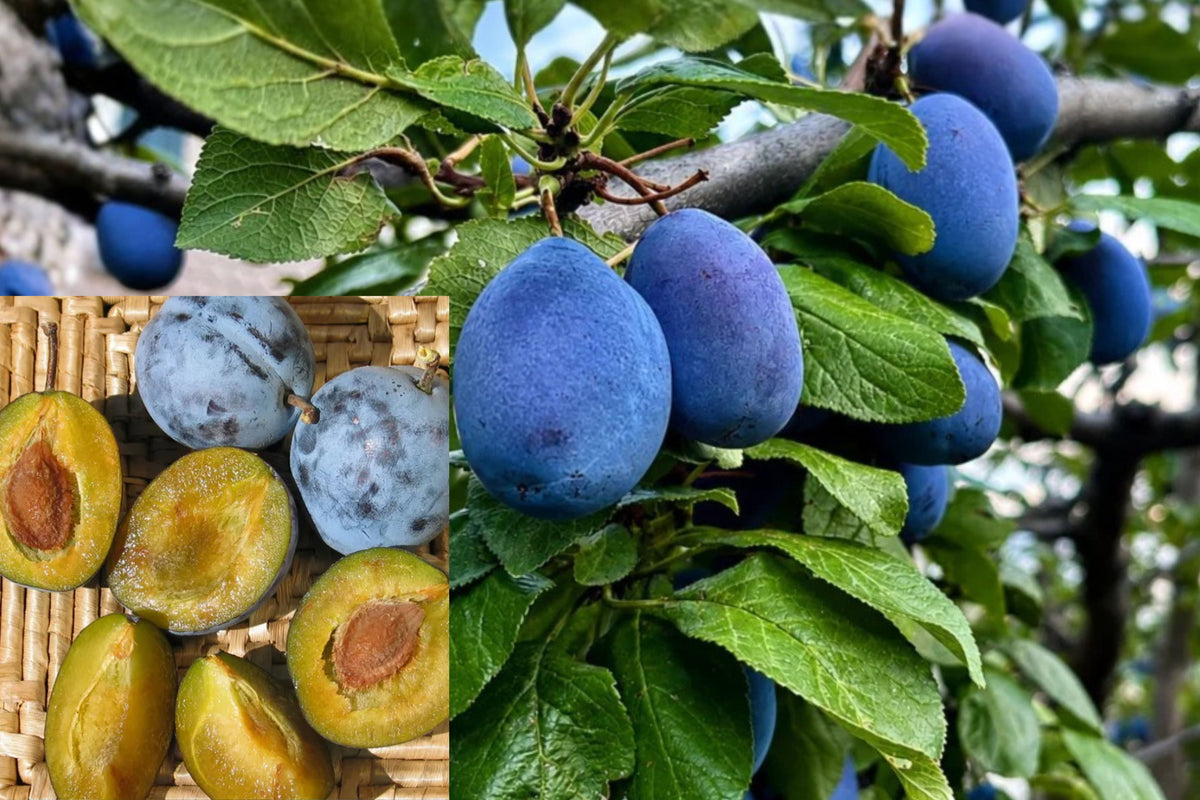Italian Plum Tree Live Plant, 2–3 Foot Bare Root European Plum, Italian Prune Fruit Tree, Edible Backyard Orchard Tree