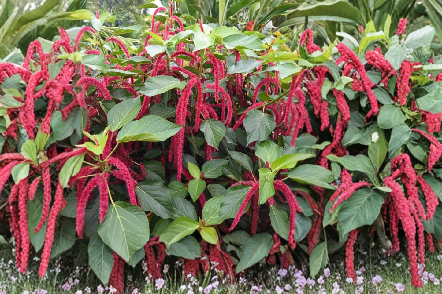 Chenille Firetail Acalypha 3 Live Plants – 4–6 Inch – Acalypha hispida