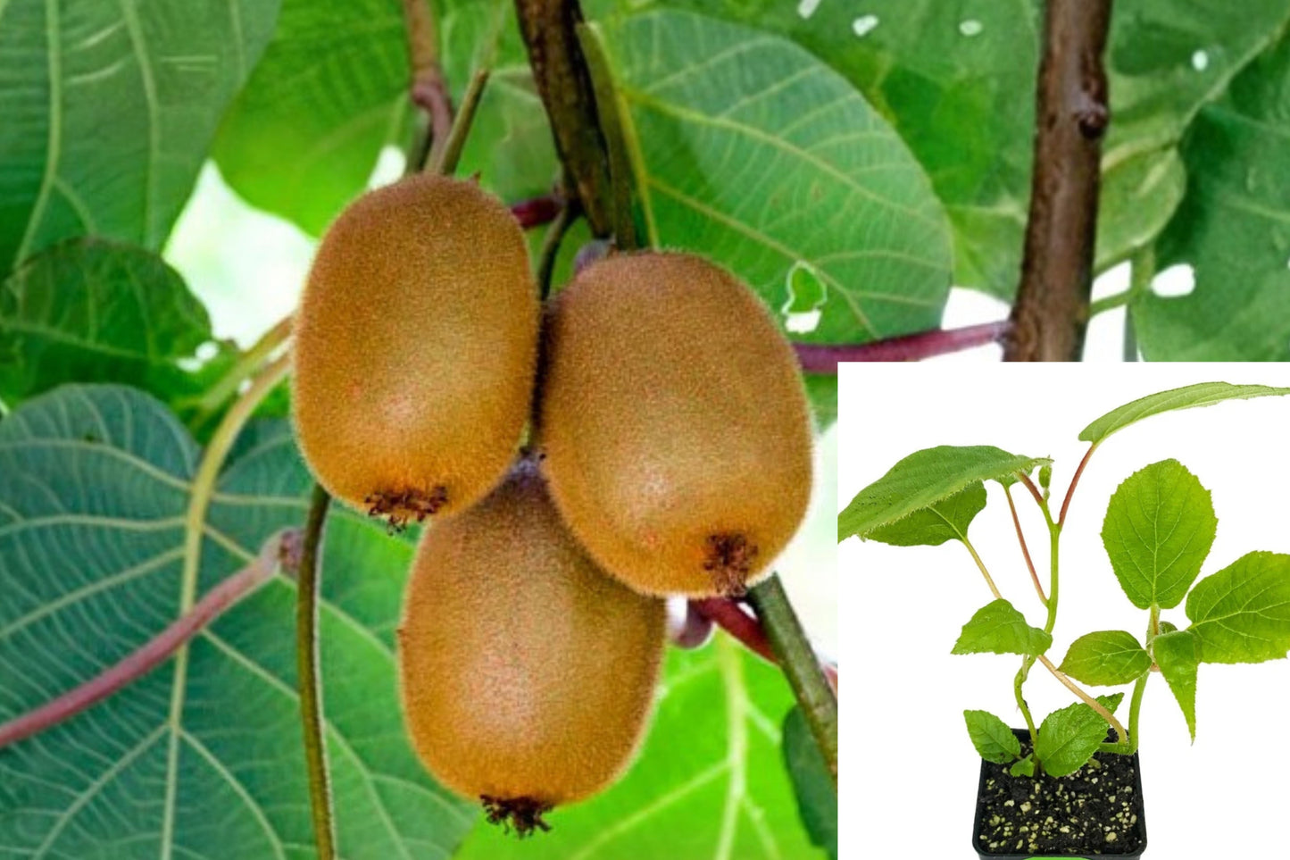 Vincent Female Kiwi Live Plant – 3–8 Inch – Actinidia chinensis