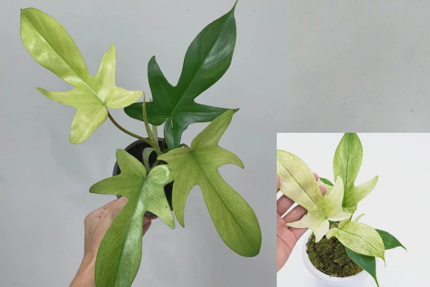 Philodendron Florida Ghost Live Plant – 6 Inch Pot