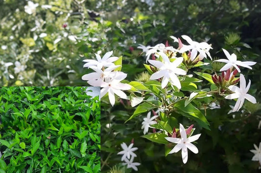 White Jasmine Live Plants – 2 Well-Rooted Plants – 5–9 Inches Tall – Jasminum