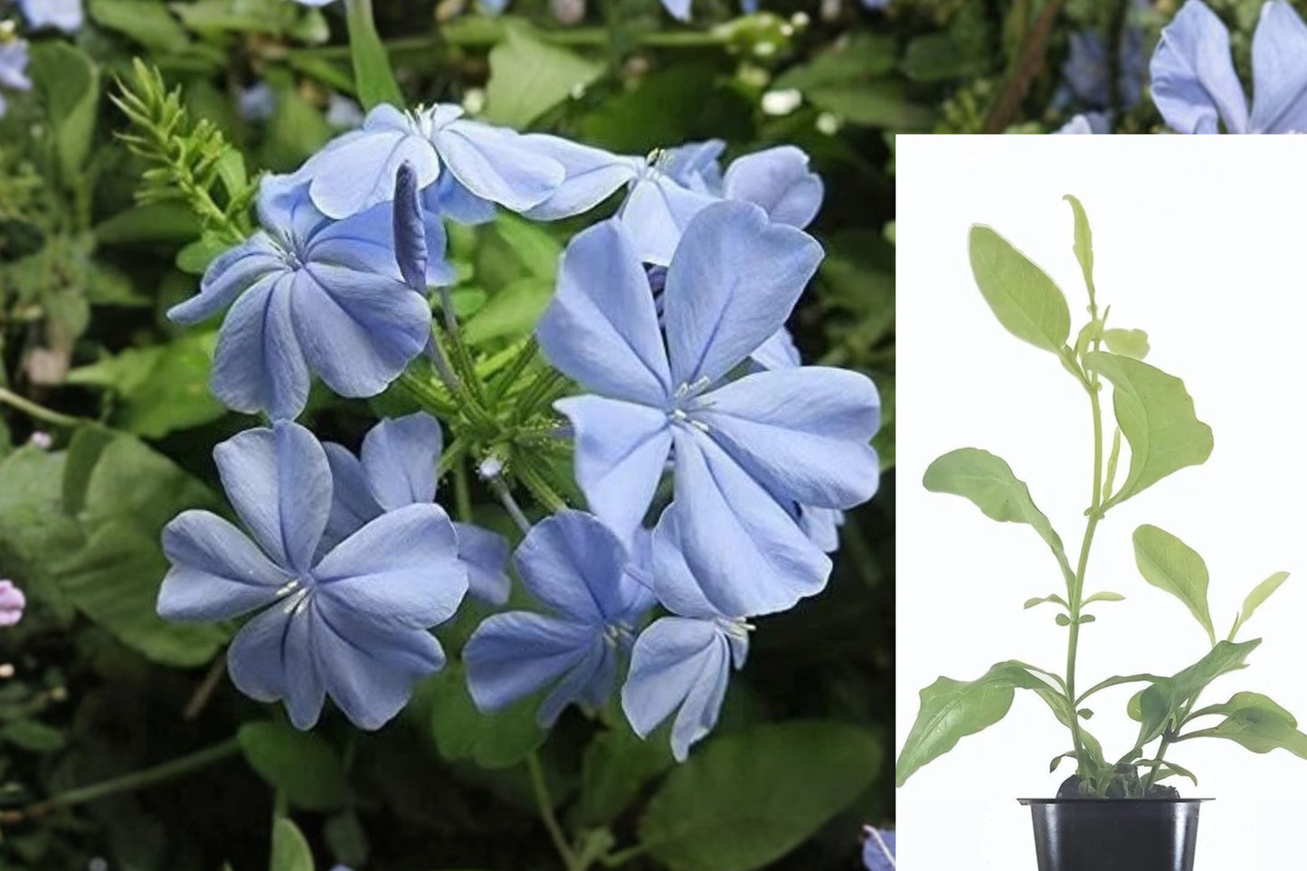 Plumbago Imperial Blue Live Seedling – Plumbago auriculata ‘Imperial Blue’
