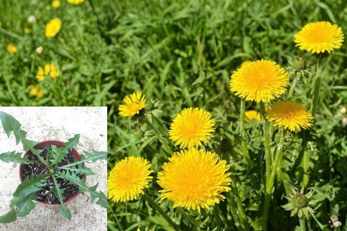 Dandelion 1 Live Plant – 3–6 Inches Tall in 4-Inch Pot – Taraxacum
