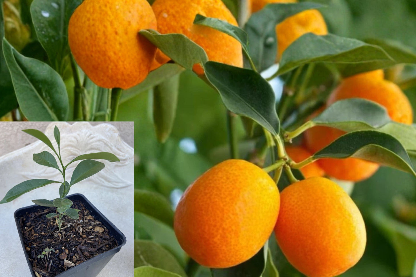 Meiwa Kumquat Citrus Tree – 1 Live Seedling – 2–5" Tall – 4" Pot