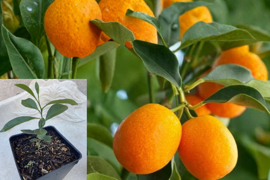 Meiwa Kumquat Citrus Tree – 1 Live Seedling – 2–5" Tall – 4" Pot