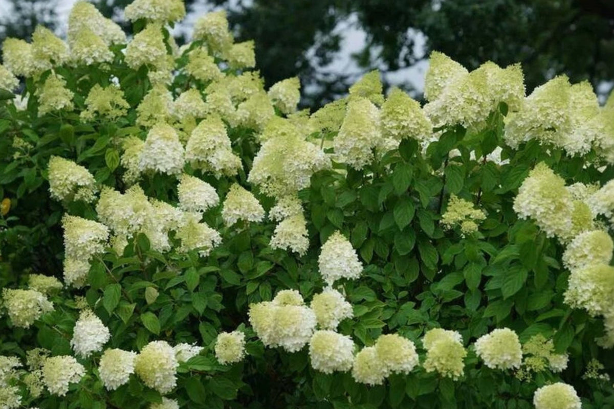 Limelight Hydrangea Live Plant 6–10 Inches, Quart Pot – Hydrangea paniculata ‘Limelight’