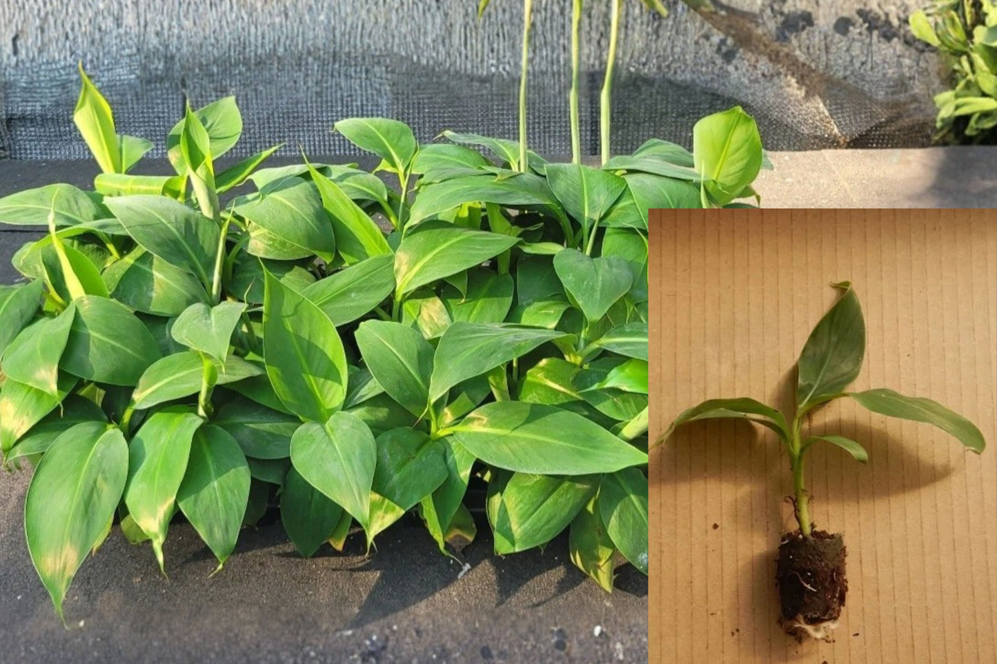 Musa Basjoo Hardy Banana Live Starter Plant – 1 Plant
