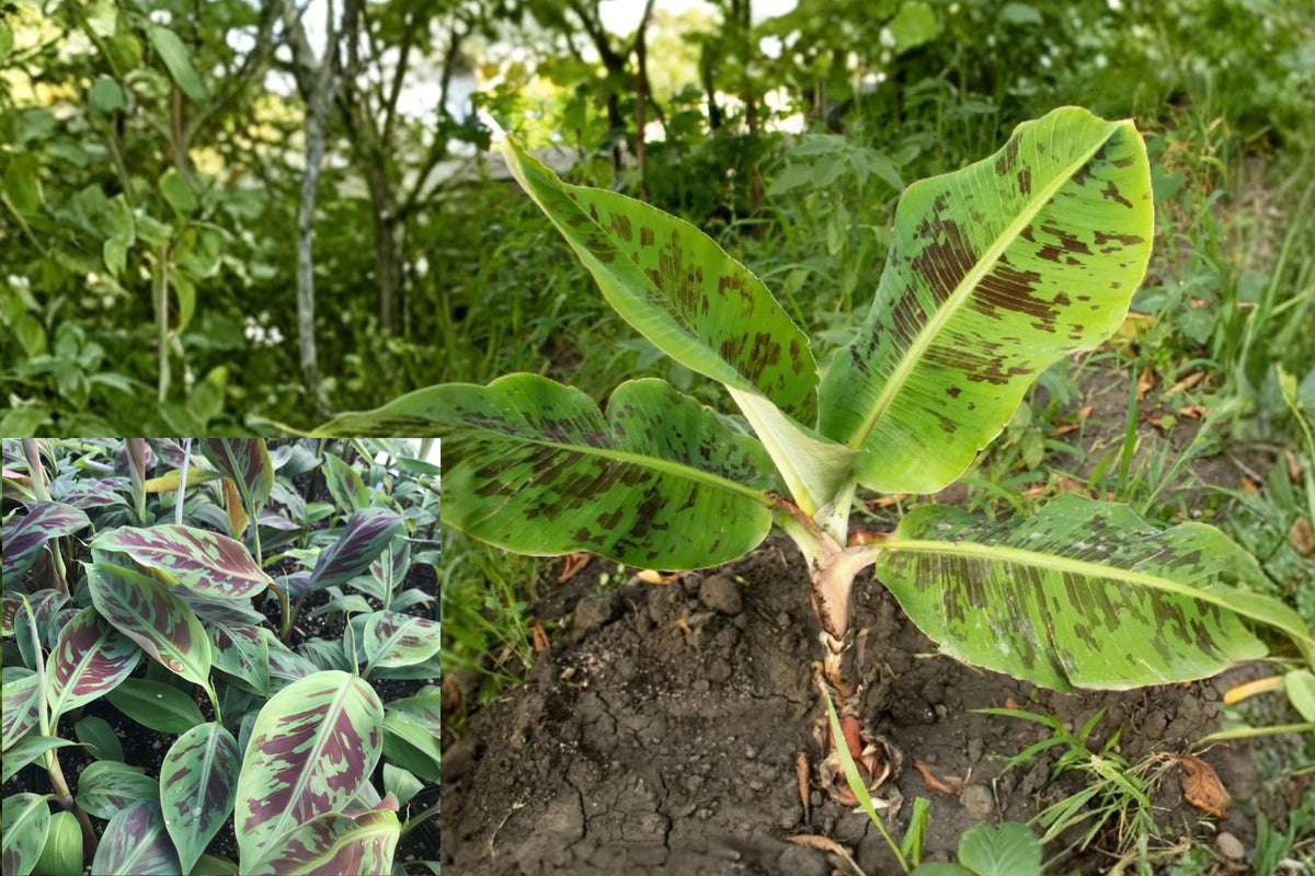 Zebrina Banana Live Plants – 2 Plants, 4–6" Tall – Musa zebrina