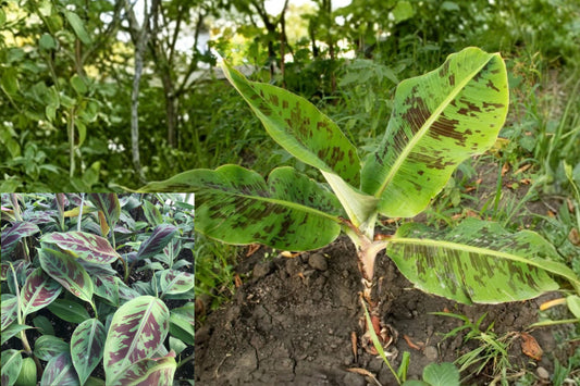 Zebrina Banana Live Plants – 2 Plants, 4–6" Tall – Musa zebrina