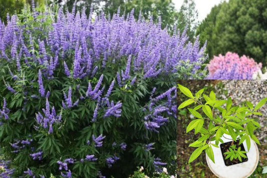 Vitex Chaste Tree Live Plant – 1 Plant – 4-Inch Pot – Vitex agnus-castus