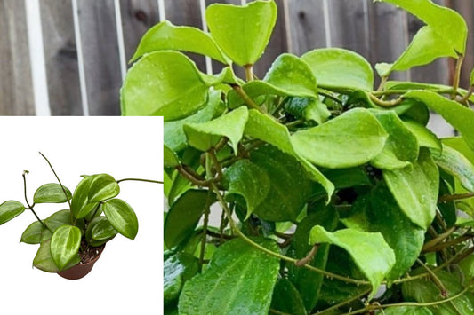 Hoya Quinquenervia Live Plant, 3 Inch Five Veined Hoya, Trailing Tropical Houseplant, Green Foliage Starter, No Pot