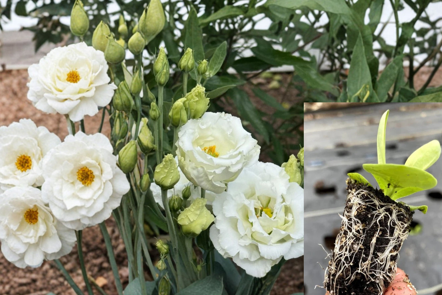 Lisianthus Arosa White III Live Plant Plug 1–3 Inch – Eustoma