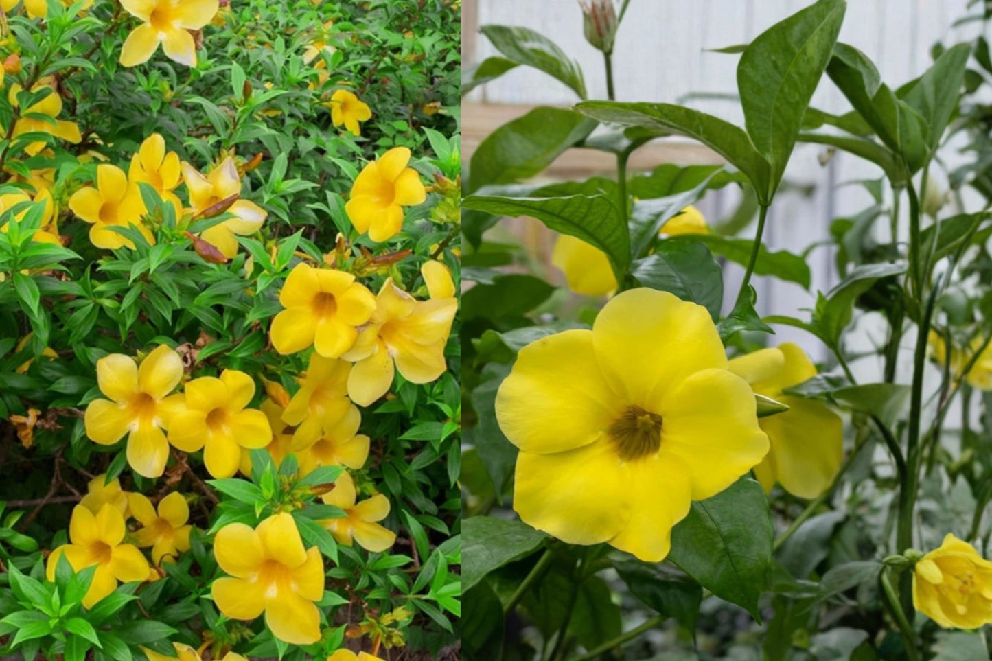 3 Dwarf Allamanda Live Plants – 4–6 Inch Starters – Allamanda compacta