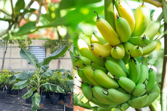 Gran Nain Banana 3 Live Starter Plugs – Musa Banana Plant