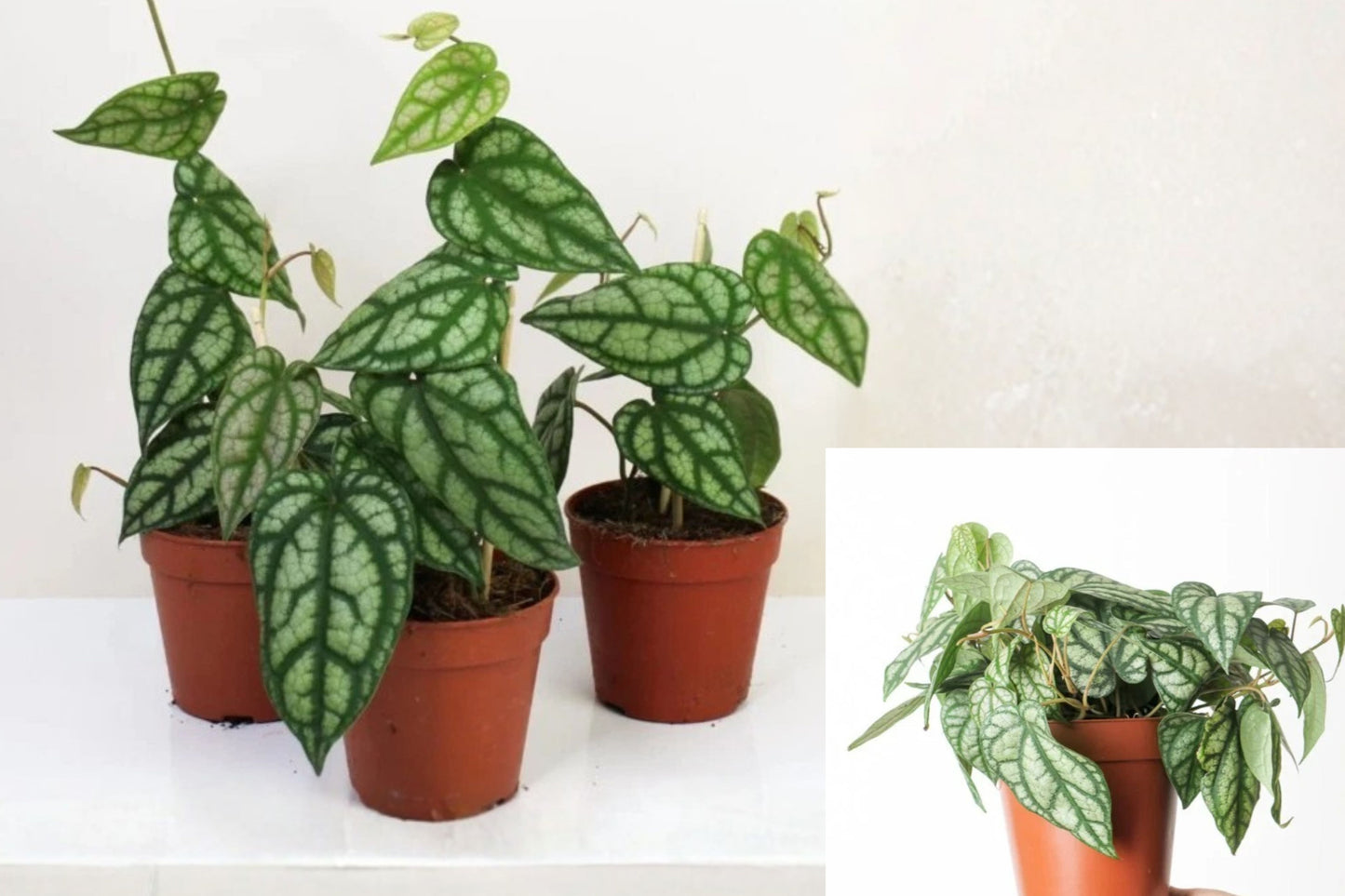 Piper Sylvaticum Live Plant – 1 Indoor Starter Plant in 2.5" Pot