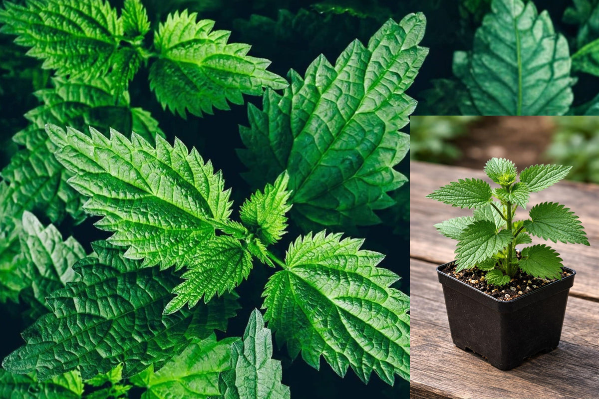 Stinging Nettle Live Plant, Urtica dioica in 3 Inch Pot, Edible Herb Garden Plant, Survival and Self Sufficiency Garden