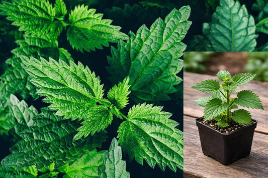 Stinging Nettle Live Plant, Urtica dioica in 3 Inch Pot, Edible Herb Garden Plant, Survival and Self Sufficiency Garden