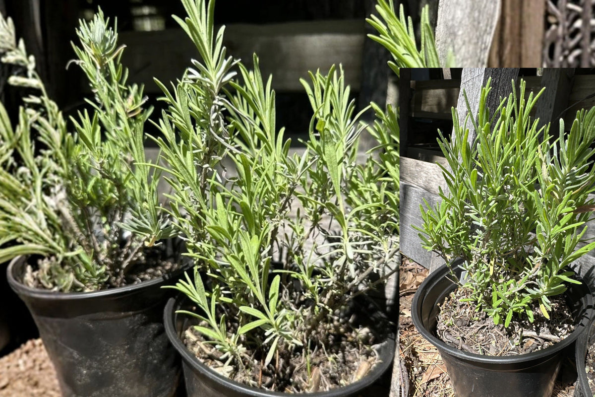 Lavender Live Plant 1 Bare Root Dormant Plant – Lavandula
