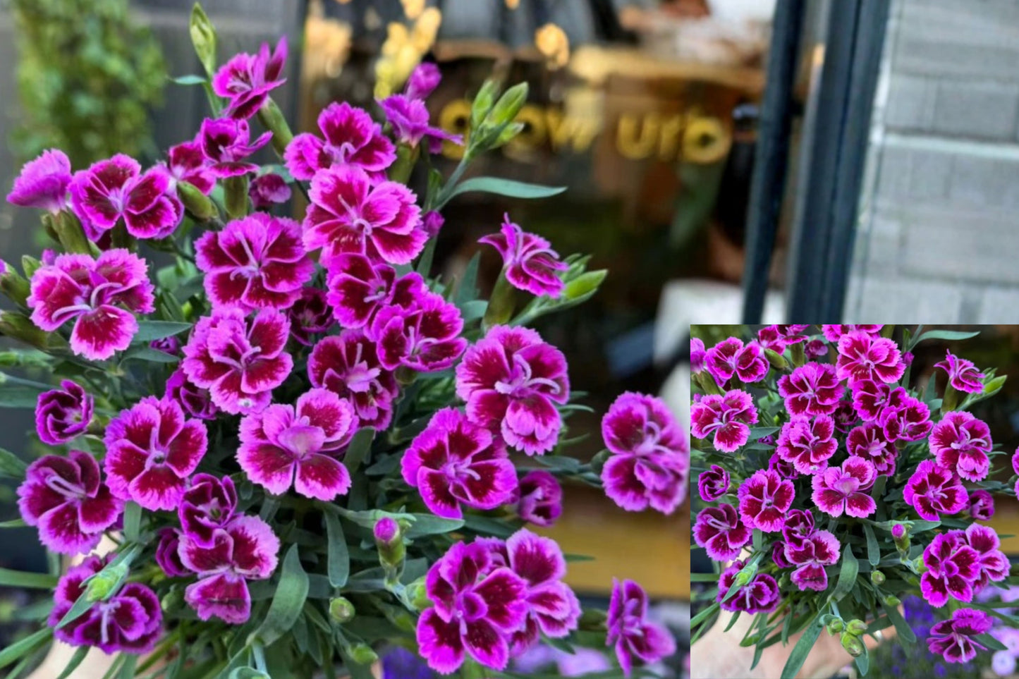 Dianthus Live Plant 4–8" Tall – Pink Purple Flowers – 1 Plant