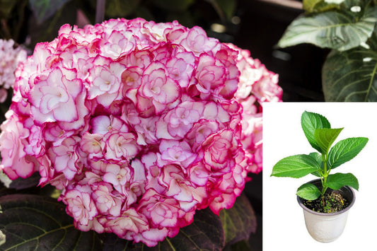 Miss Saori Hydrangea Live Plant, 3–6 Inch Young Shrub, Double Pink and White Flowers, Compact Garden Hydrangea