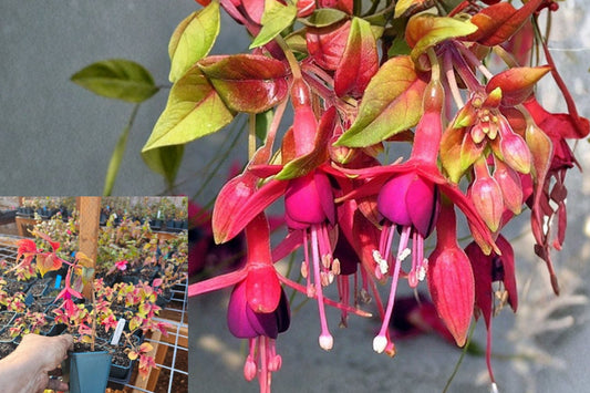Autumnale Fuchsia Live Plant – 5 Inch Pot – Fuchsia Ornamental