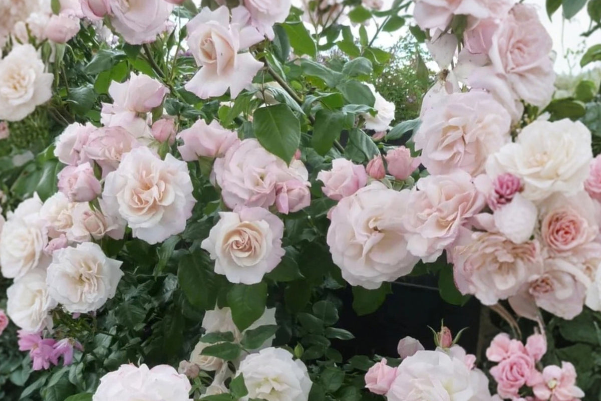 Light Pink Reblooming Rose Live Plant – 5–8 Inches Tall