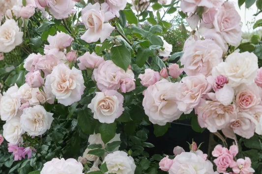 Light Pink Reblooming Rose Live Plant – 5–8 Inches Tall